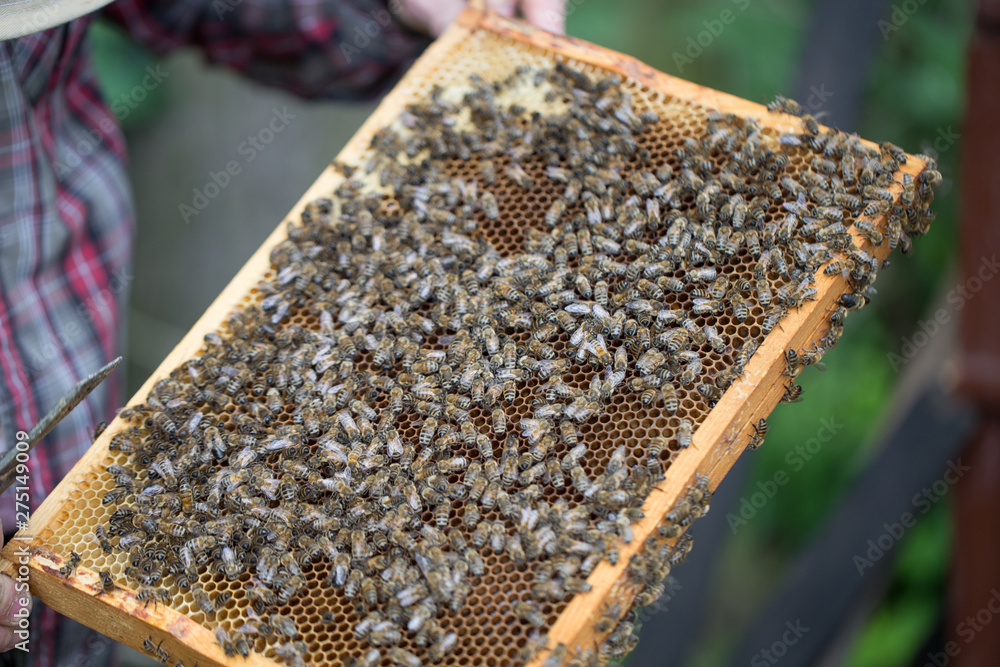 removing honey from a beehive - fresh honey in a frame removed by beekeeping.