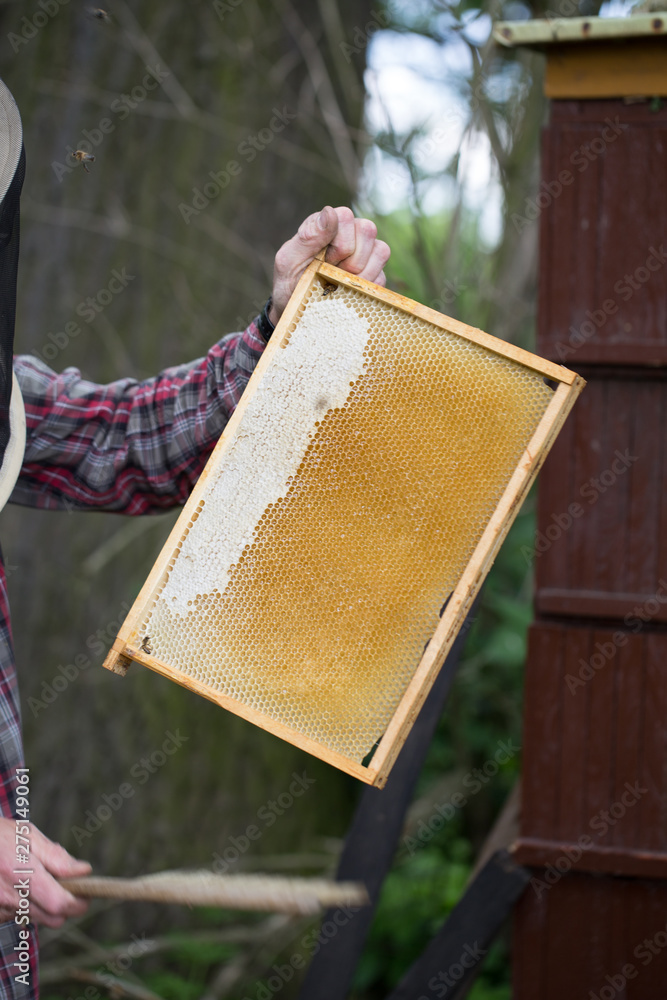 removing honey from a beehive - fresh honey in a frame removed by beekeeping.