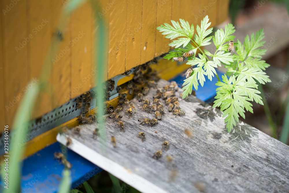 beehive, bees entering the hive. Beekeeping and honey collection