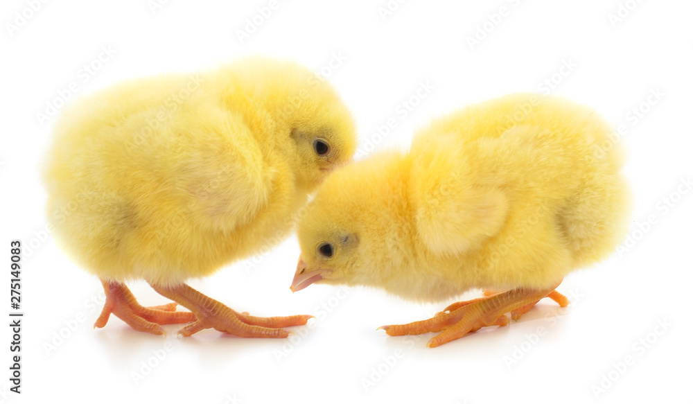Obraz premium Two yellow chicken.