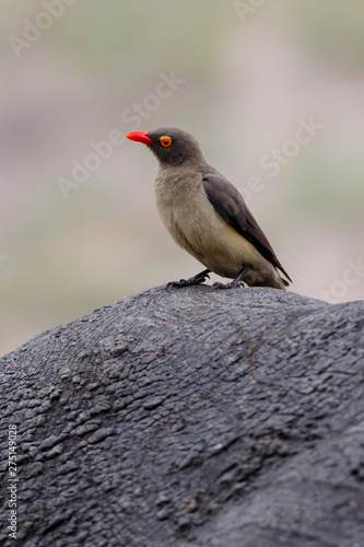 Red-billed oxpecker sitting on a white rhinoceros in Sabi Sands Game Reserve, part of the Greater Kruger Region, in South Africa
