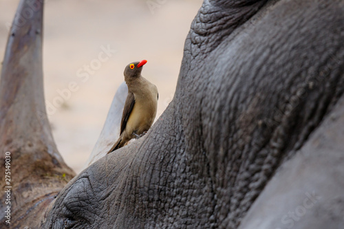 Red-billed oxpecker sitting on a white rhinoceros in Sabi Sands Game Reserve, part of the Greater Kruger Region, in South Africa photo