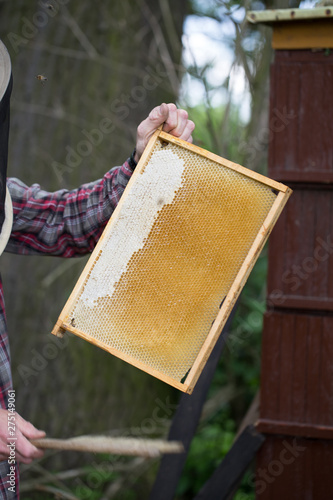 Obraz na płótnie removing honey from a beehive - fresh honey in a frame removed by beekeeping. w salonie