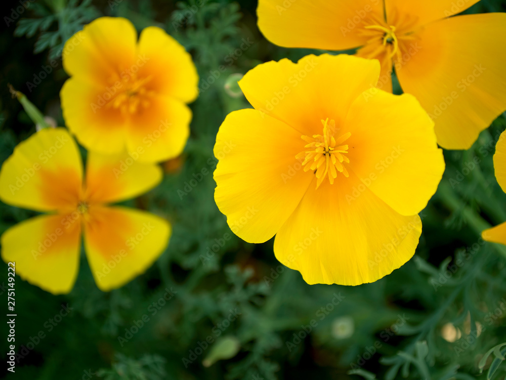 Escholzia yellow. Several flowers on grass background. Escholzia yellow. Several flowers on grass background.