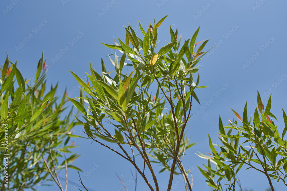Common osier in the park. Common osier in the park.
