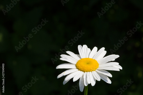 Beautiful daisy flower in the summer sunny garden