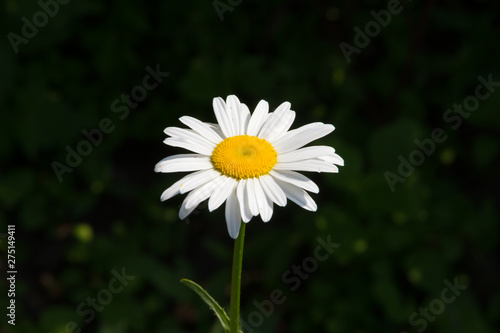 Beautiful daisy flower in the summer sunny garden