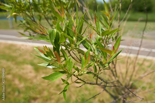 Common osier in the park.
