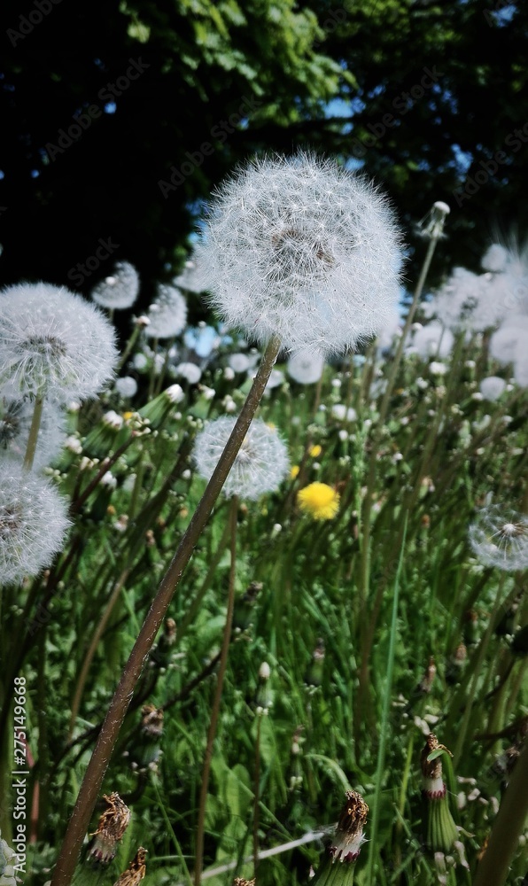 Obraz premium Dandelion