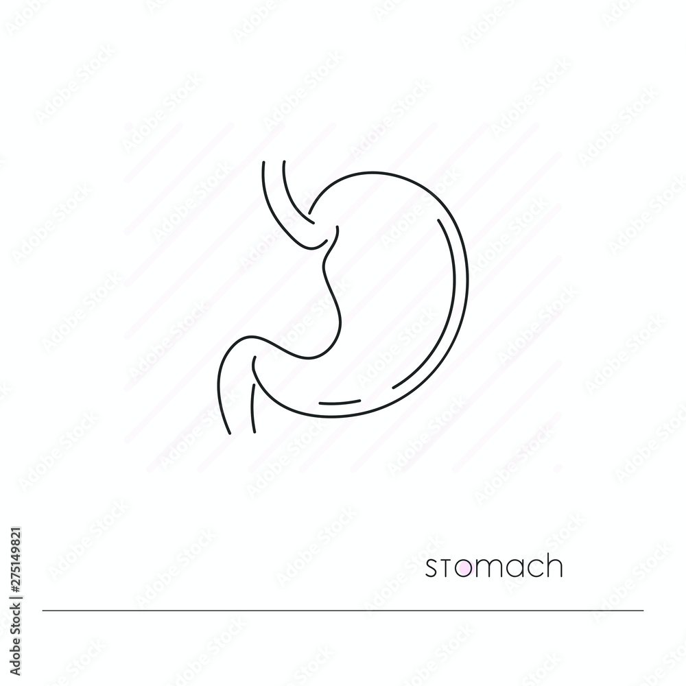 Fototapeta premium Stomach icon isolated. Single thin line symbol of digestive system. Human body anatomy outline pictogram
