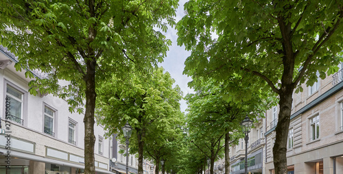 Beautiful chestnut alley in one of the streets of the European city of Baden Baden, Germany © pridannikov