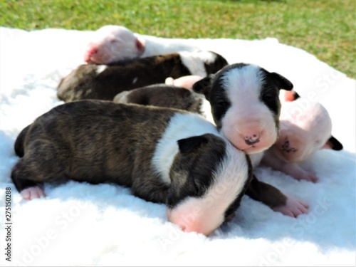 Little puppies bull terrier