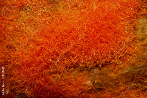 Fotografie orange fluffy mold (fungus)