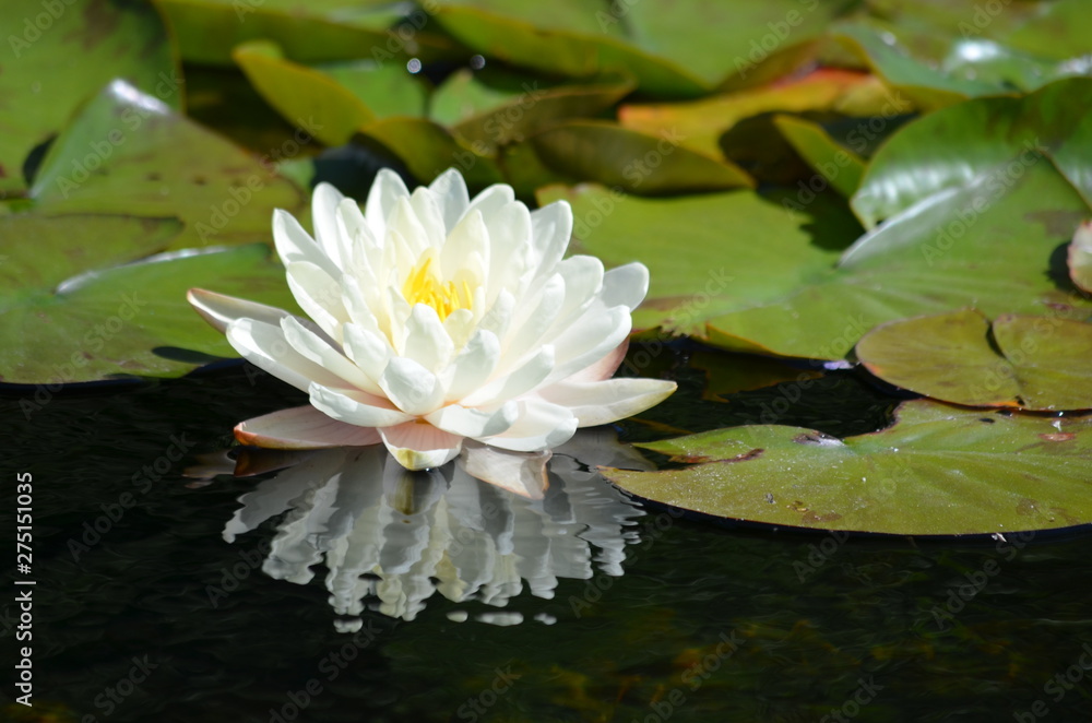 White water lily flower (Nymphaeaceae) in full bloom and reflection on a water surface in a summer garden, close up White water lily flower (Nymphaeaceae) in full bloom and reflection on a water surface in a summer garden, close up