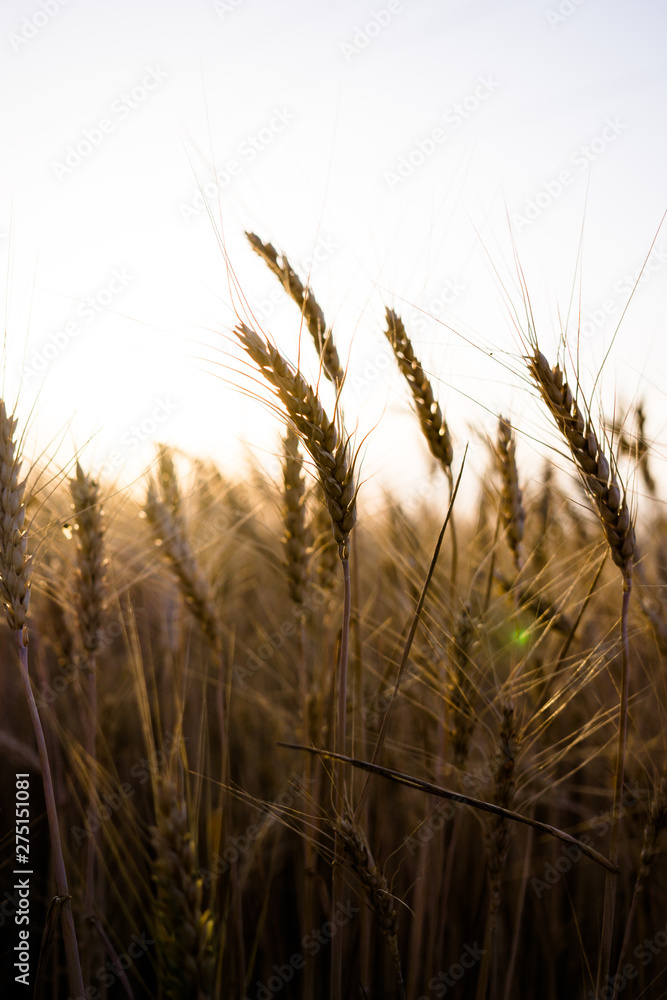 Fototapeta premium Ripe wheat field, wheat ears on the evening sky close up