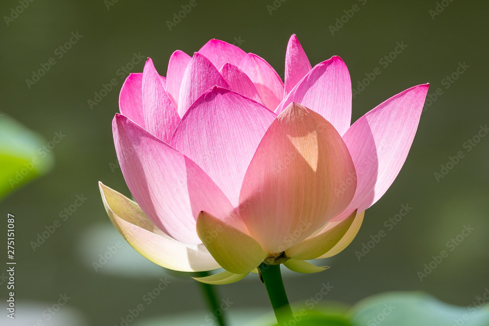 Pink water lily flower (Nymphaeaceae) in full bloom in a summer garden, blurred background, close up Pink water lily flower (Nymphaeaceae) in full bloom in a summer garden, blurred background, close up