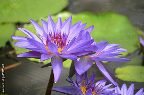 Blue lila water lily flowers (Nymphaeaceae) in full bloom on a water surface in a summer garden, close up