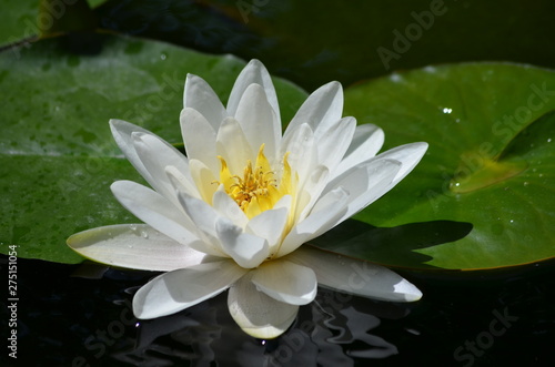 White water lily flower (Nymphaeaceae) in full bloom and reflection on a water surface in a summer garden, close up
