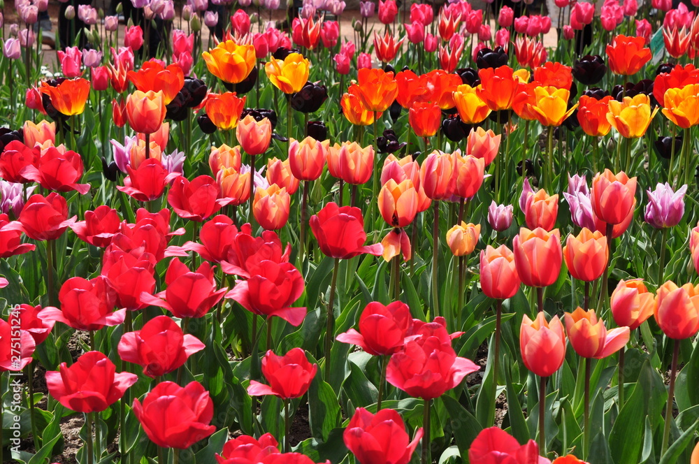 The plot is planted with blooming bright tulips of different varieties. Spring. The plot is planted with blooming bright tulips of different varieties. Spring.