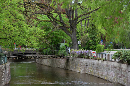 Beautiful river Ooc in Baden-Baden and the bridge over it, a large tree and flowers of wisteria