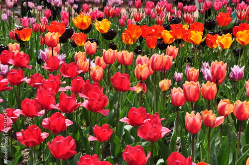 The plot is planted with blooming bright tulips of different varieties. Spring.