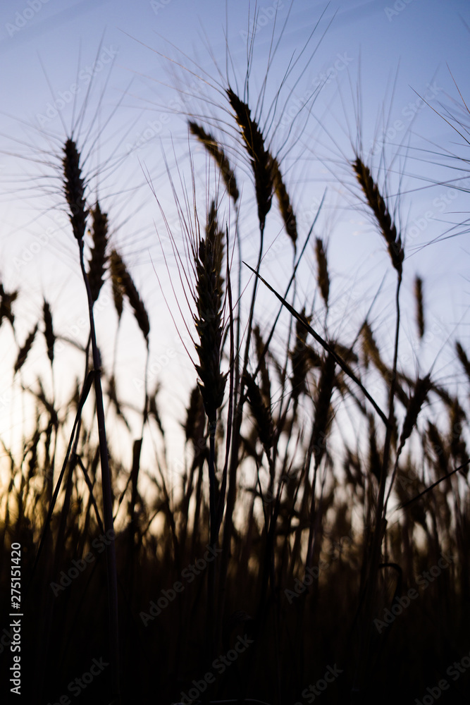 Fototapeta premium Ripe wheat field, wheat ears on the evening sky close up
