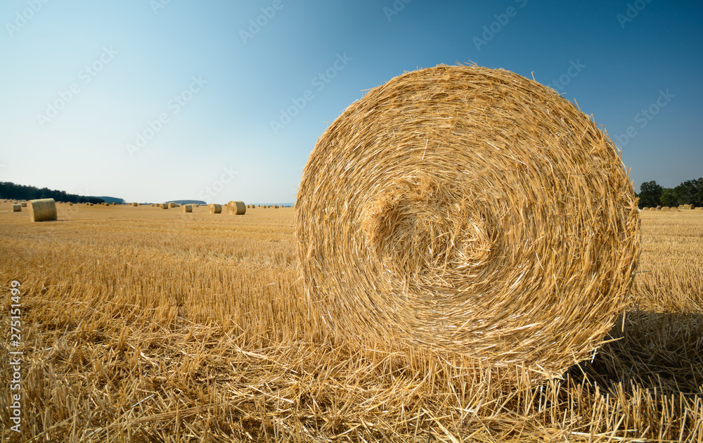 big role harvested straw on the mown field with great perspective and other roles, background consists of pure blue sky big role harvested straw on the mown field with great perspective and other roles, background consists of pure blue sky
