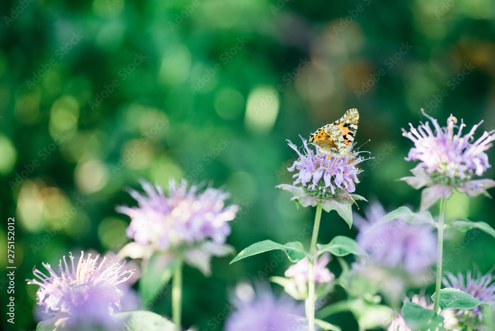 Beautiful motley butterfly on a purple flower on a background of green. Macro Photo Beautiful motley butterfly on a purple flower on a background of green. Macro Photo