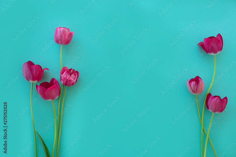 red pink tulips fresh bright on a blue green light textural background