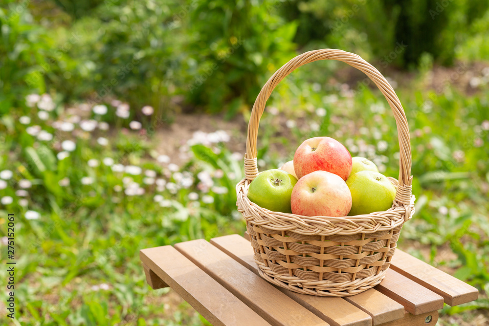 Green and red apples in wicker basket on wooden table Green grass in the garden Harvest time Organic food Green and red apples in wicker basket on wooden table Green grass in the garden Harvest time Organic food