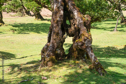 Trunk of an old laurel in Fanal in the middle of the Laurissilva Forest. The forest is on the Paul da Serra plateu on the island of Madeira