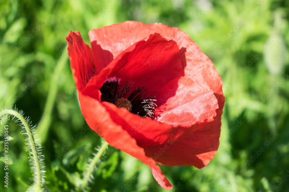 Red poppy flower close up photo. Single bright flower with green blured background.