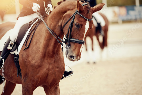 Equestrian sport. Portrait sports stallion iin the double bridle.