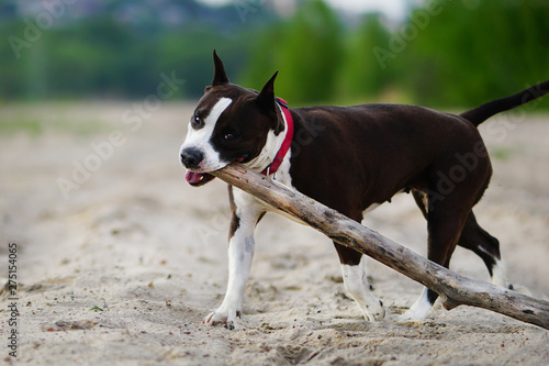 American staffordshire terrier running with huge wooden stick in her mouth. Dog is happy because of big toy and playing on the sandy beach