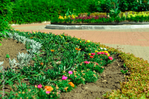garden bed with different colors flowers in summer