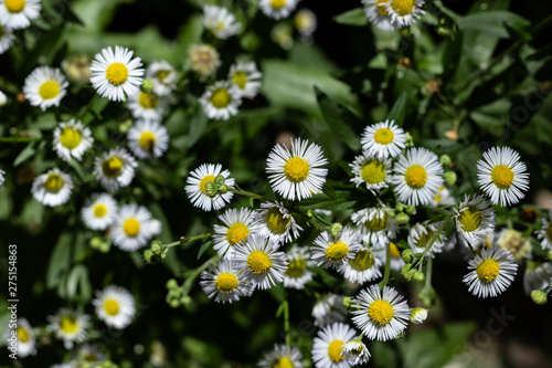 field of daisies