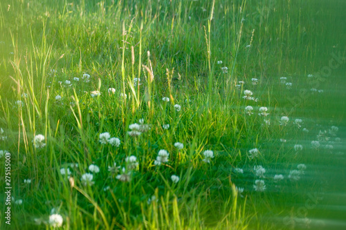 Field of clover in summer soft focus