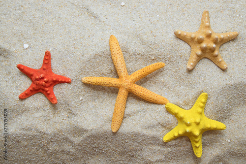 starfish on the sand of the beach