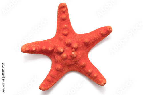 isolated starfish on a white background