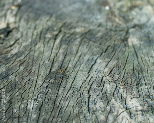 Tree trunk bark textured background