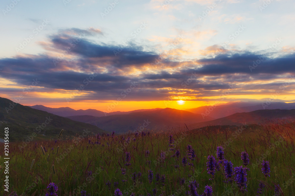 Blooming lupins in the mountains at sunset