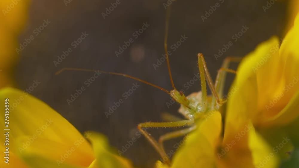 Handheld, panning, close up shot of a green phasmid on a sunflower head. Handheld, panning, close up shot of a green phasmid on a sunflower head.