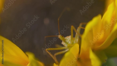 Steady, close up shot of a green phasmid on a sunflower ligule. photo