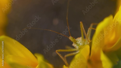 Handheld, panning, close up shot of a green phasmid on a sunflower head. photo