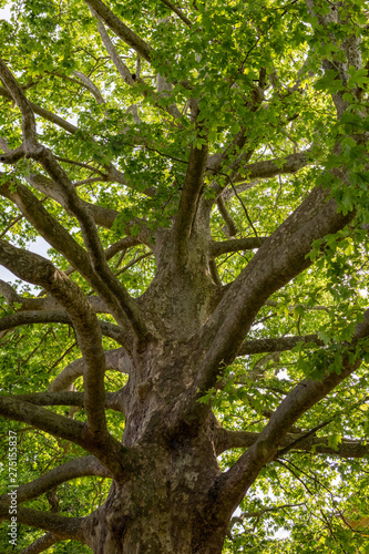 Fototapeta Naklejka Na Ścianę i Meble -  Large tree with strong limbs and full green leaves in the sunshine