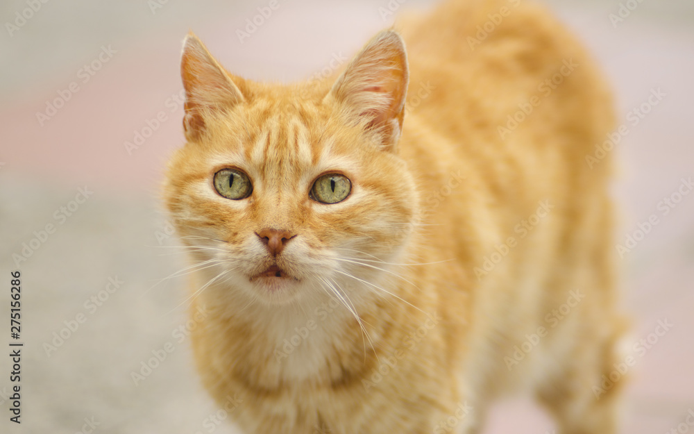 Gato felino animal mascota naranja