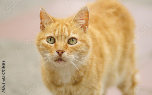 Gato felino animal mascota naranja