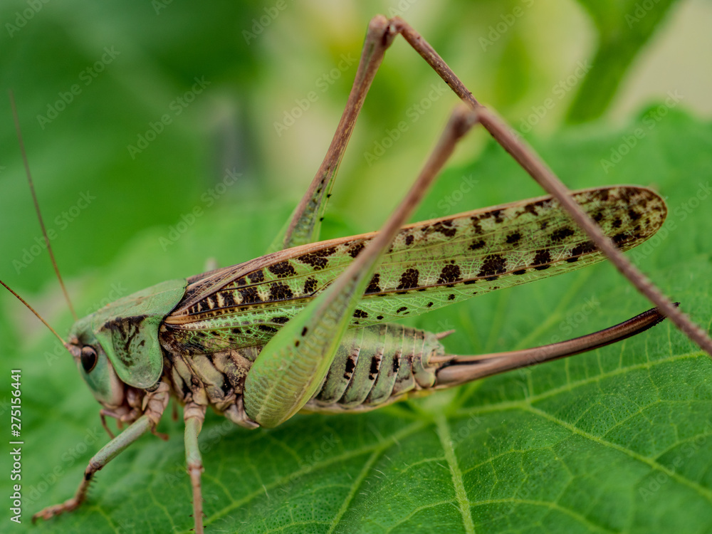 Locust, Lat. Melonoplus femur-rebrum.Green large grasshopper sits on cucumber leaf Locust, Lat. Melonoplus femur-rebrum.Green large grasshopper sits on cucumber leaf
