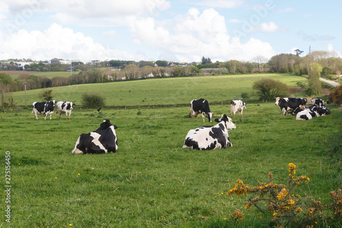 Holstein cows grazing and lying in the field of a farm in Brittany