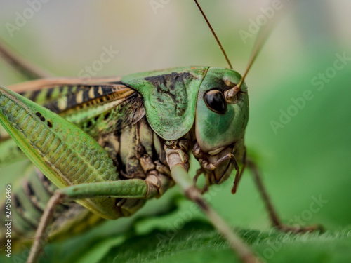 Locust, Lat. Melonoplus femur-rebrum.Green large grasshopper sits on cucumber leaf © galitsin